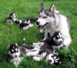 cute-loving-siberian-husky-pups