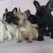 French-Bulldog-Puppies-for-sale