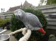 Talking-African-Grey-Parrots