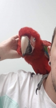 greenwings-macaws-for-adoption